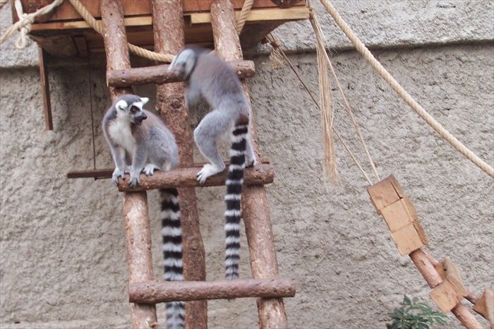 lemurlar.jpg