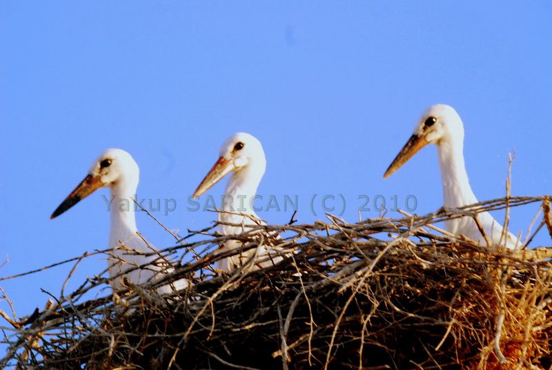 Leylek_Trio_Yakup_Sarican.jpg