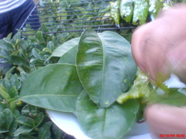 Limon YapraklÃƒÂƒÃ‚Â„ÃƒÂ‚Ã‚Â± ÃƒÂƒÃ‚Â„ÃƒÂ‚Ã‚Â±zgara 01.jpg