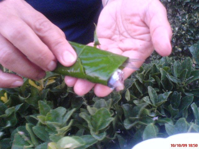 Limon YapraklÃƒÂƒÃ‚Â„ÃƒÂ‚Ã‚Â± ÃƒÂƒÃ‚Â„ÃƒÂ‚Ã‚Â±zgara 04.jpg