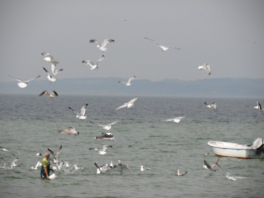 Marrtilar bu balikciyi cok seviyor olmali.JPG