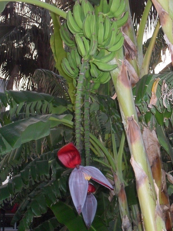 Muz ve ÃƒÂƒÃ‚ÂƒÃƒÂ‚Ã‚Â§iÃƒÂƒÃ‚ÂƒÃƒÂ‚Ã‚Â§eÃƒÂƒÃ‚Â„ÃƒÂ‚Ã‚ÂŸi.JPG