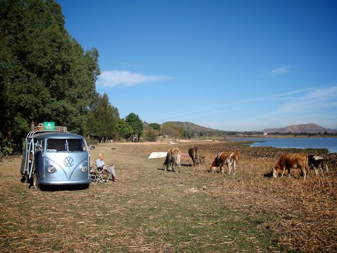 MX Laguna Cows3.jpg