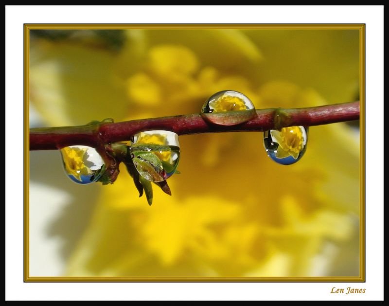 NM 00131 Daffodil water droplet.jpg