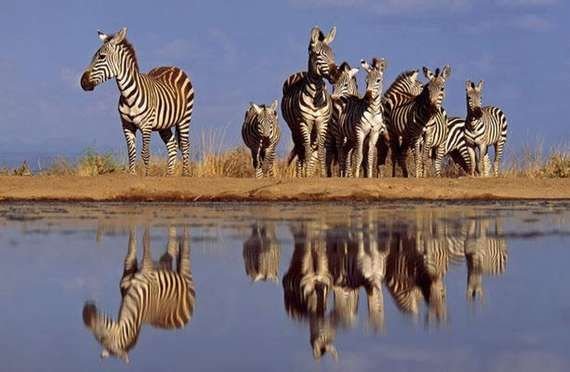 NM zebras-perspective.jpg