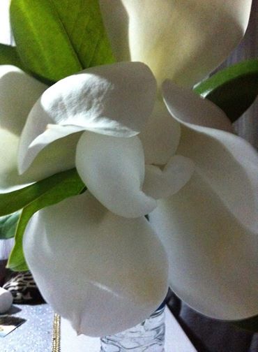 Ordu'dan al?nan manolya.jpg