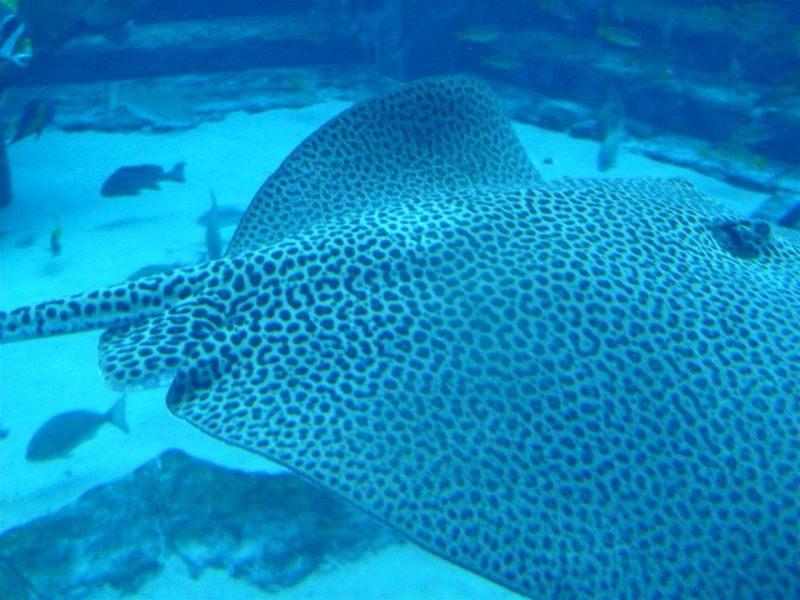 P1040952 (Large).jpg