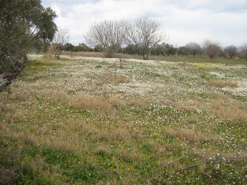 PaÃƒÂƒÃ‚Â…ÃƒÂ‚Ã‚ÂŸa yaylasÃƒÂƒÃ‚Â„ÃƒÂ‚Ã‚Â± kar ÃƒÂƒÃ‚Â…ÃƒÂ‚Ã‚ÂŸenliÃƒÂƒÃ‚Â„ÃƒÂ‚Ã‚ÂŸi 063.jpg