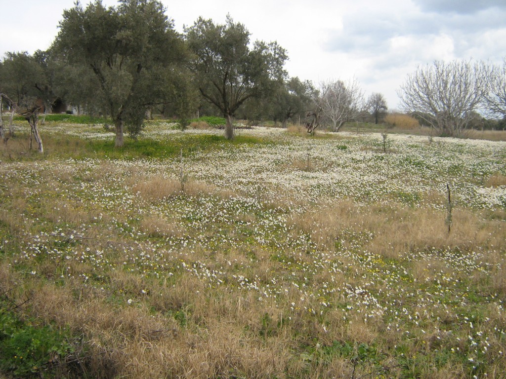 PaÃƒÂƒÃ‚Â…ÃƒÂ‚Ã‚ÂŸa yaylasÃƒÂƒÃ‚Â„ÃƒÂ‚Ã‚Â± kar ÃƒÂƒÃ‚Â…ÃƒÂ‚Ã‚ÂŸenliÃƒÂƒÃ‚Â„ÃƒÂ‚Ã‚ÂŸi 064.jpg