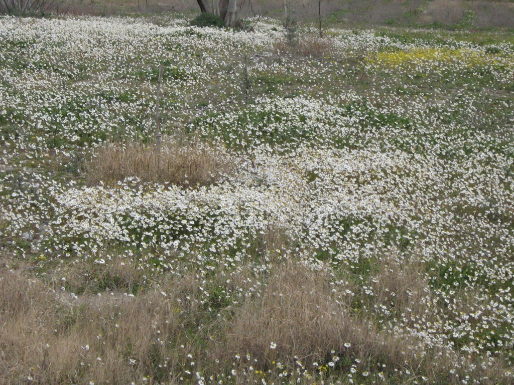 PaÃƒÂƒÃ‚Â…ÃƒÂ‚Ã‚ÂŸa yaylasÃƒÂƒÃ‚Â„ÃƒÂ‚Ã‚Â± kar ÃƒÂƒÃ‚Â…ÃƒÂ‚Ã‚ÂŸenliÃƒÂƒÃ‚Â„ÃƒÂ‚Ã‚ÂŸi 065.jpg