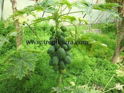 papaya03.jpg