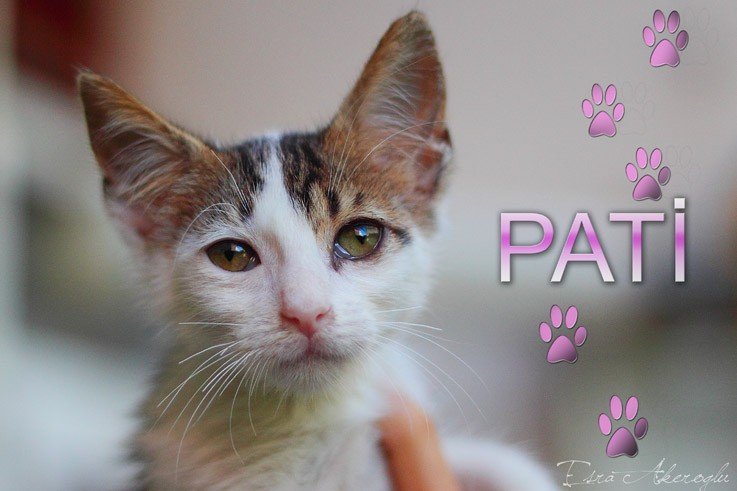 pati-23-08-2011-16.jpg pati-23-08-2011-16.jpg