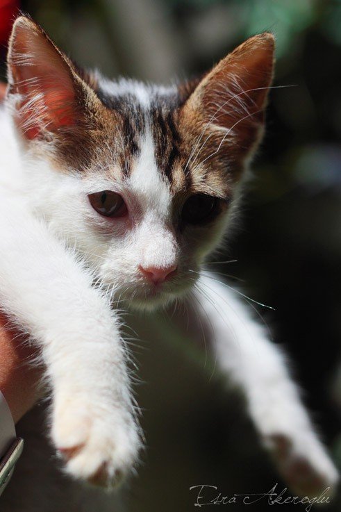 pati-23-08-2011-17.jpg pati-23-08-2011-17.jpg