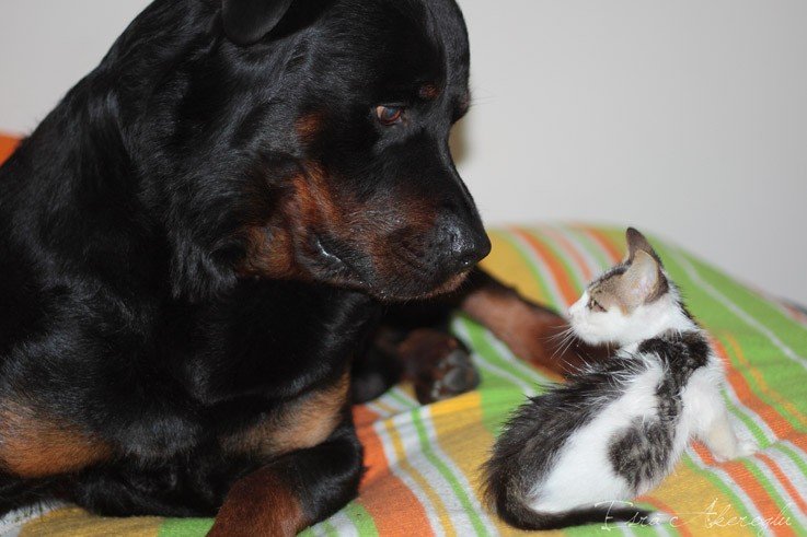 pati-23-08-2011-5.jpg pati-23-08-2011-5.jpg