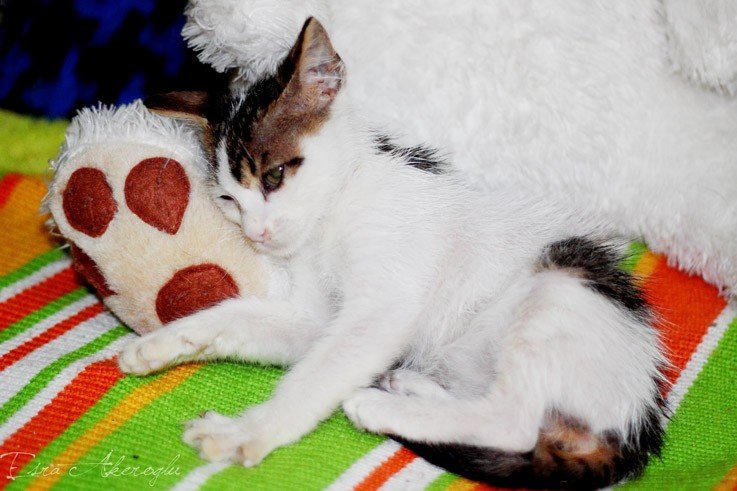 pati-23-08-2011-6.jpg pati-23-08-2011-6.jpg