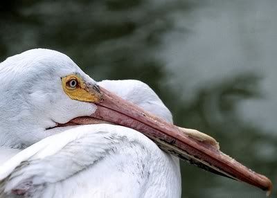 Pelikan pelican6