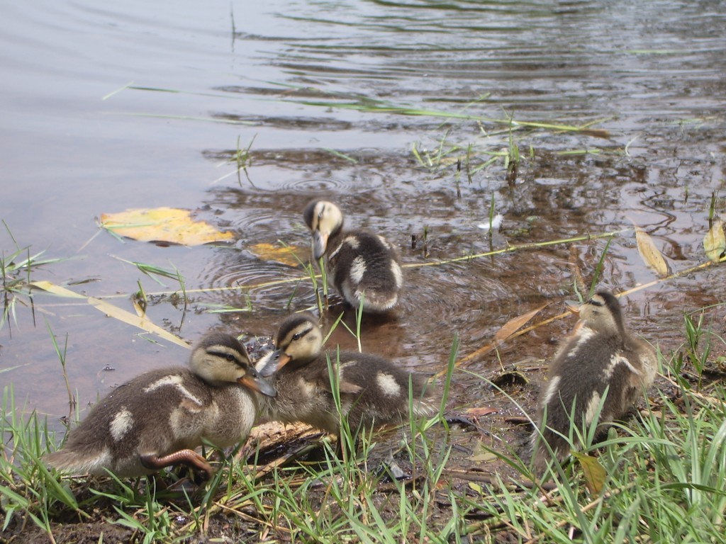 POYRAZLAR GÃƒÂƒÃ‚ÂƒÃƒÂ‚Ã‚Â–LÃƒÂƒÃ‚ÂƒÃƒÂ‚Ã‚Âœ 2 004.JPG