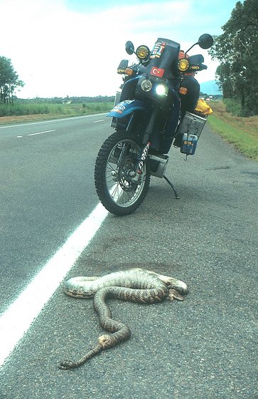 Ran over a snake...jpg