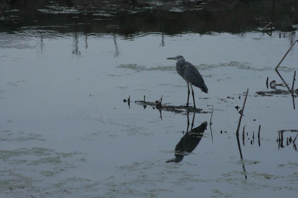 Resize of IMG_5116.JPG