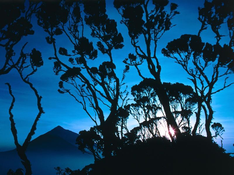 S 00033 Giant Heather at Sunrise, Mount Sabinyo, Rwanda, Central Africa.jpg