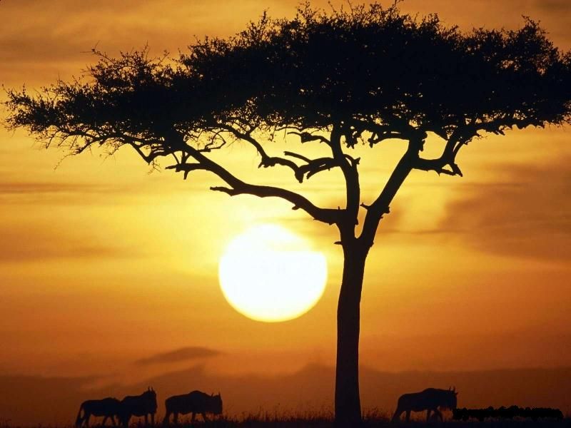 S 00053 HGG Sunrise at Africa Serengeti reserve.jpg