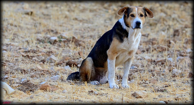 SAFARÃƒÂƒÃ‚Â„ÃƒÂ‚Ã‚Â° 089.JPG