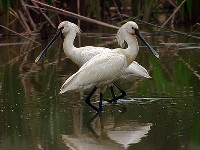 sahibinden_starcul lopatar-platalea-leucorodia.jpg