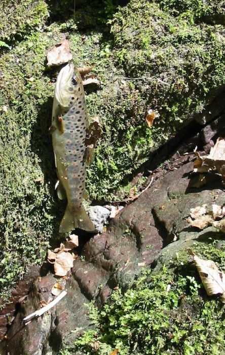 Salmo Trutta Macrostigma.jpg