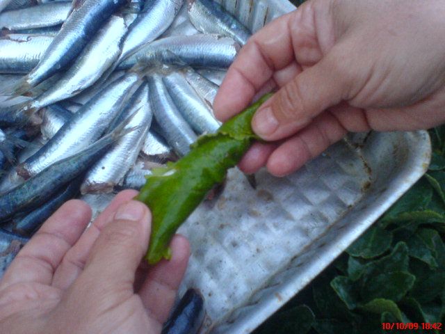 Sardalya ÃƒÂƒÃ‚Â„ÃƒÂ‚Ã‚Â±zgara 03.jpg