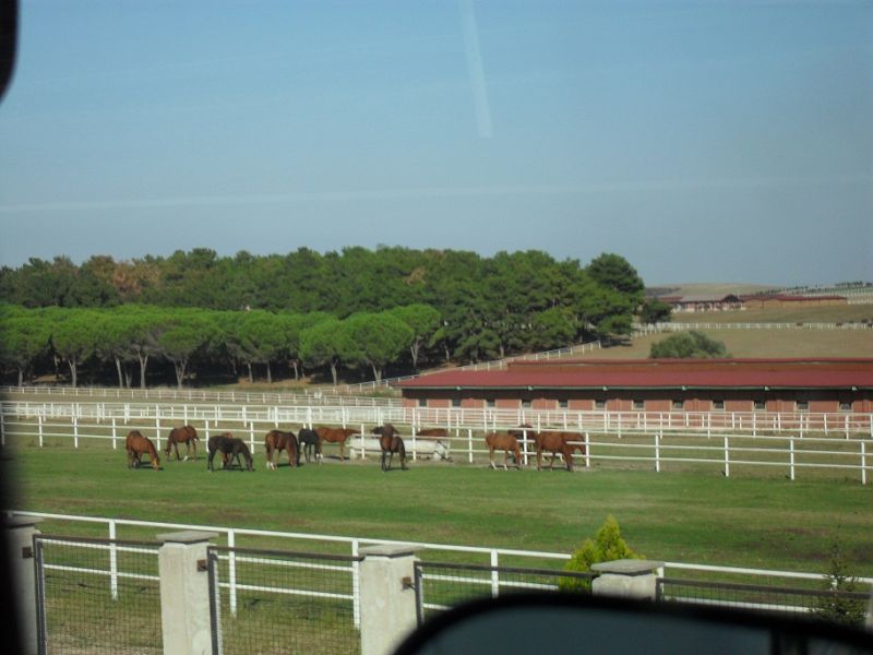 SDC13594.jpg