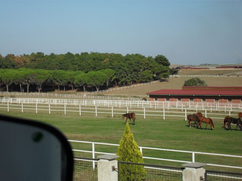 SDC13596.jpg