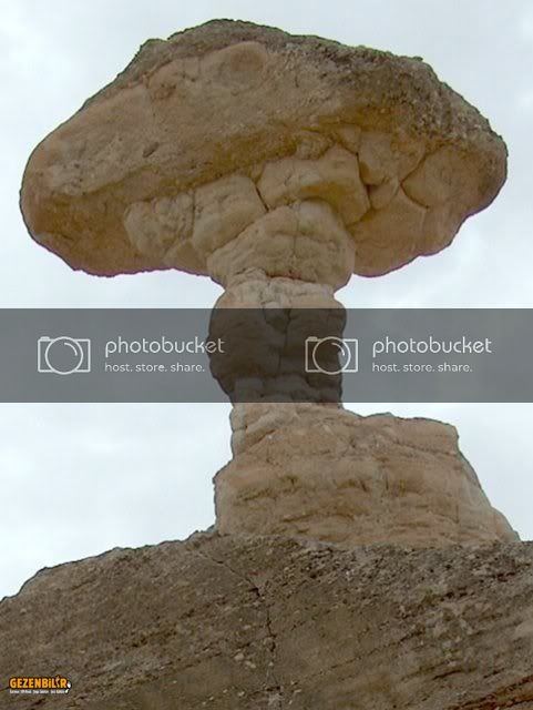 shroom.jpg shroom.jpg