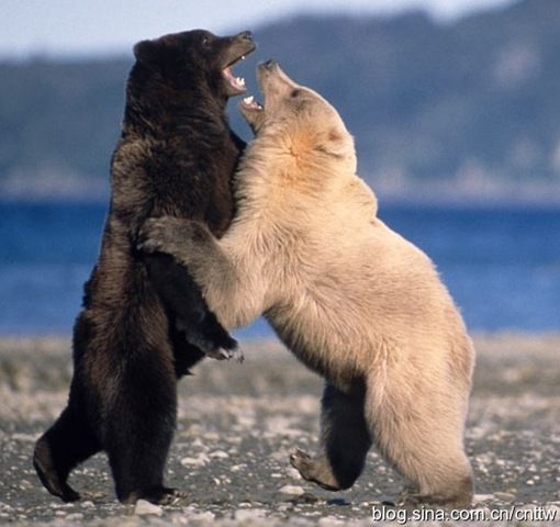 Tam O An 00193 Katmai National Park, Alaska, two brown bears were fighting.jpg