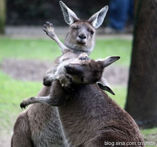 Tam O An 00194 Two male kangaroos were competing for spouse.jpg