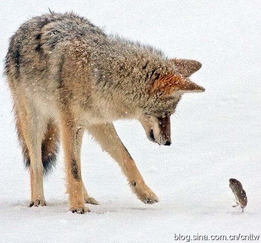 Tam O An 00197 Yellowstone National Park, Wyoming, a brave mouse and a wild wolf were facing out.jpg