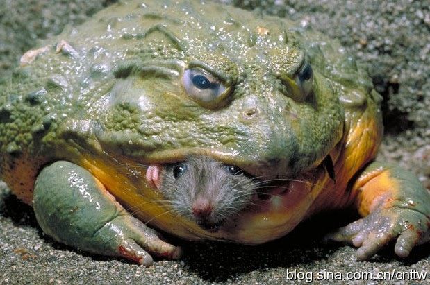 Tam O An 00203 An African Bullfrog preyed a mouse,  is very aggressive and can even jump out of 3.5 