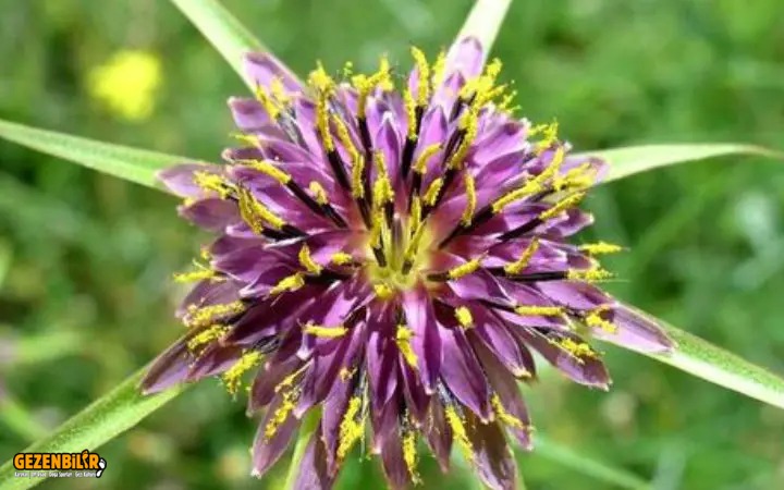 teke-sakali.jpg teke-sakali.jpg