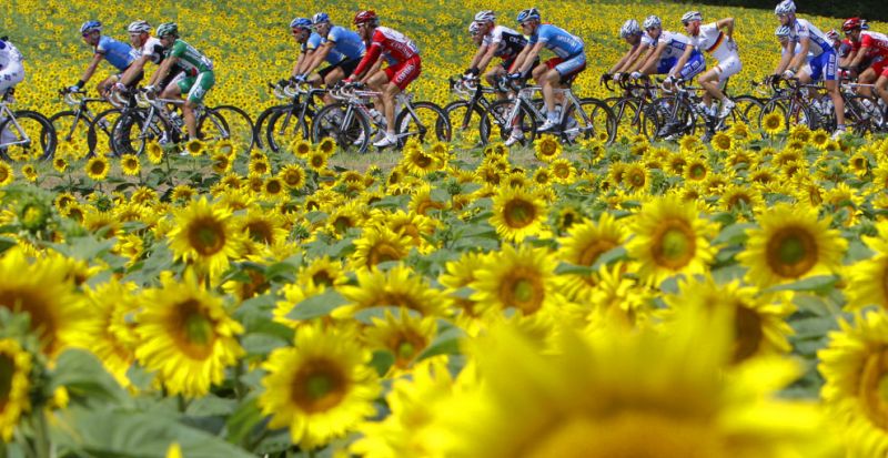 TF 0020 The pack passes through fields of sunflowers during the stage9 of the Tour de France betwee