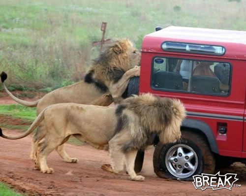 tire_biting_lions.245183622_large.jpg