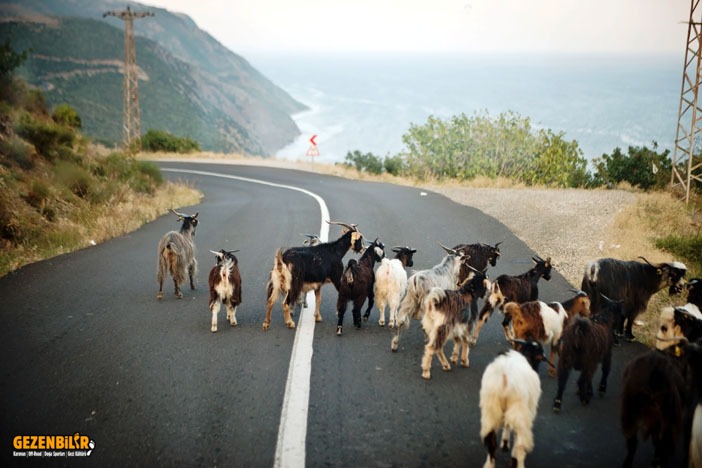 uçmakdere keçi.jpg