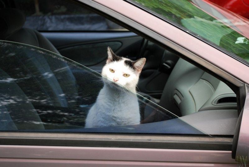 UOH 0010 Driving MsIzzy One of the families newer cats inspecting my fathers car