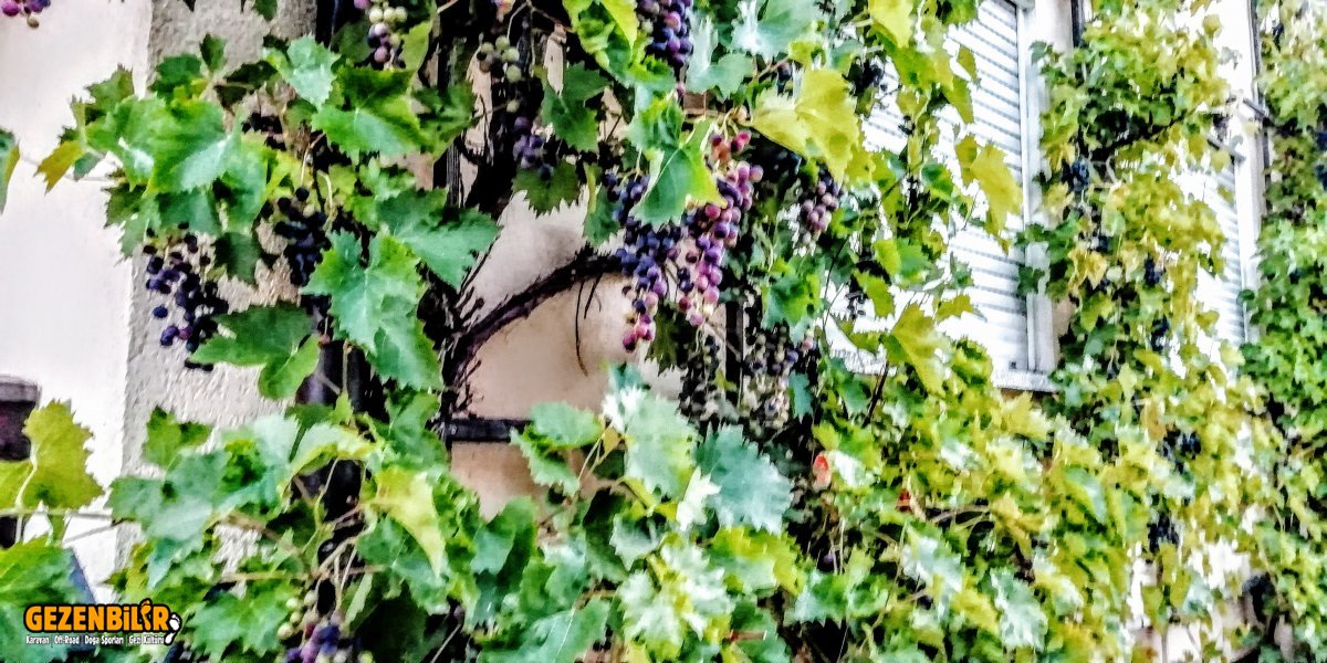 üzüm 2.jpg
