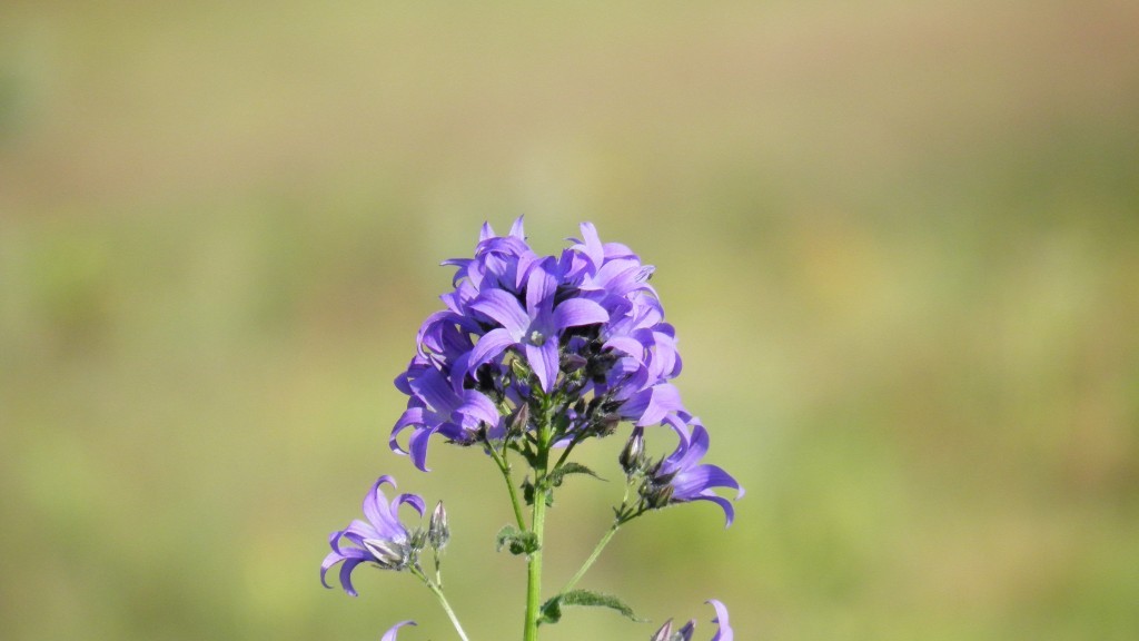 uzungÃƒÂƒÃ‚ÂƒÃƒÂ‚Ã‚Â¶l ve karestel yaylasÃƒÂƒÃ‚Â„ÃƒÂ‚Ã‚Â± (50).JPG