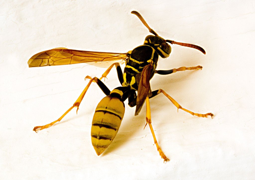 wasp.jpg