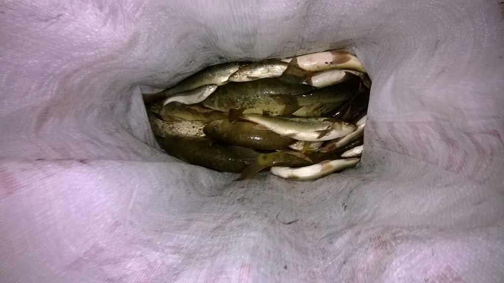 WP_20131111_109.jpg