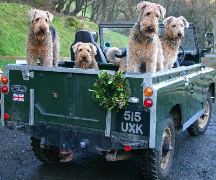 Xmas photo card airedales