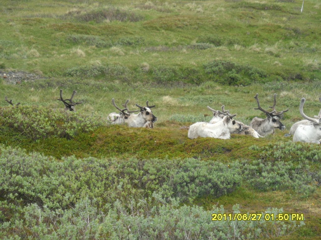 Yakinimizdalar..JPG Yakinimizdalar..JPG