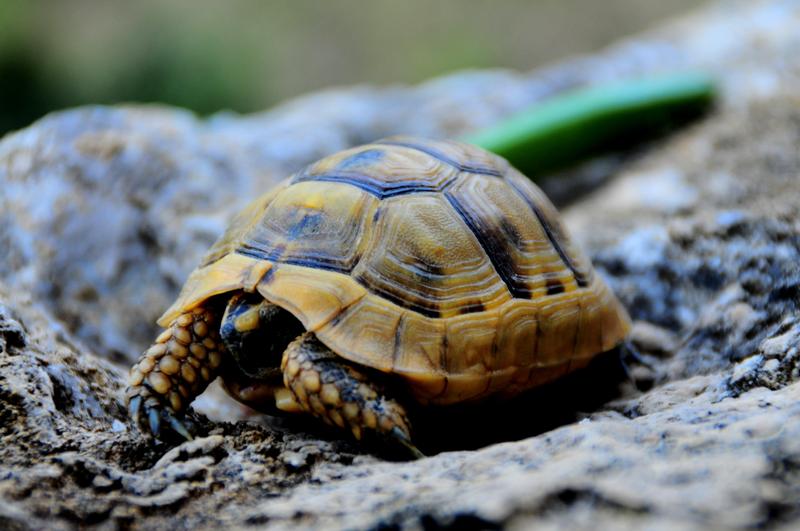 YangÃƒÂƒÃ‚Â„ÃƒÂ‚Ã‚Â±n gÃƒÂƒÃ‚ÂƒÃƒÂ‚Ã‚Â¶zlem kulesi civarÃƒÂƒÃ‚Â„ÃƒÂ‚Ã‚Â± (16).JPG