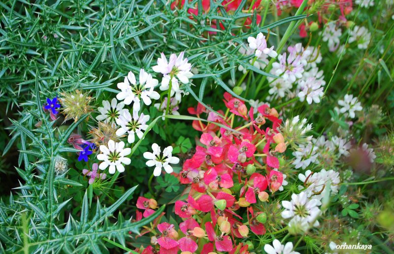 YARAÃƒÂƒÃ‚Â…ÃƒÂ‚Ã‚Âž BAHAR 2011 102-1.JPG