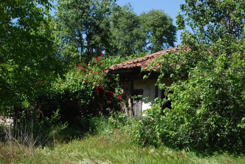 YAYLA 2_800x536.jpg